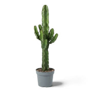 Tall Euphorbia abyssinica (erythraeae form) with spaced upright branches on a ribbed green stem
