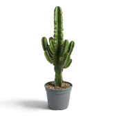 Euphorbia abyssinica (erythraeae form) viewed from the front, showing a columnar stem and side shoots