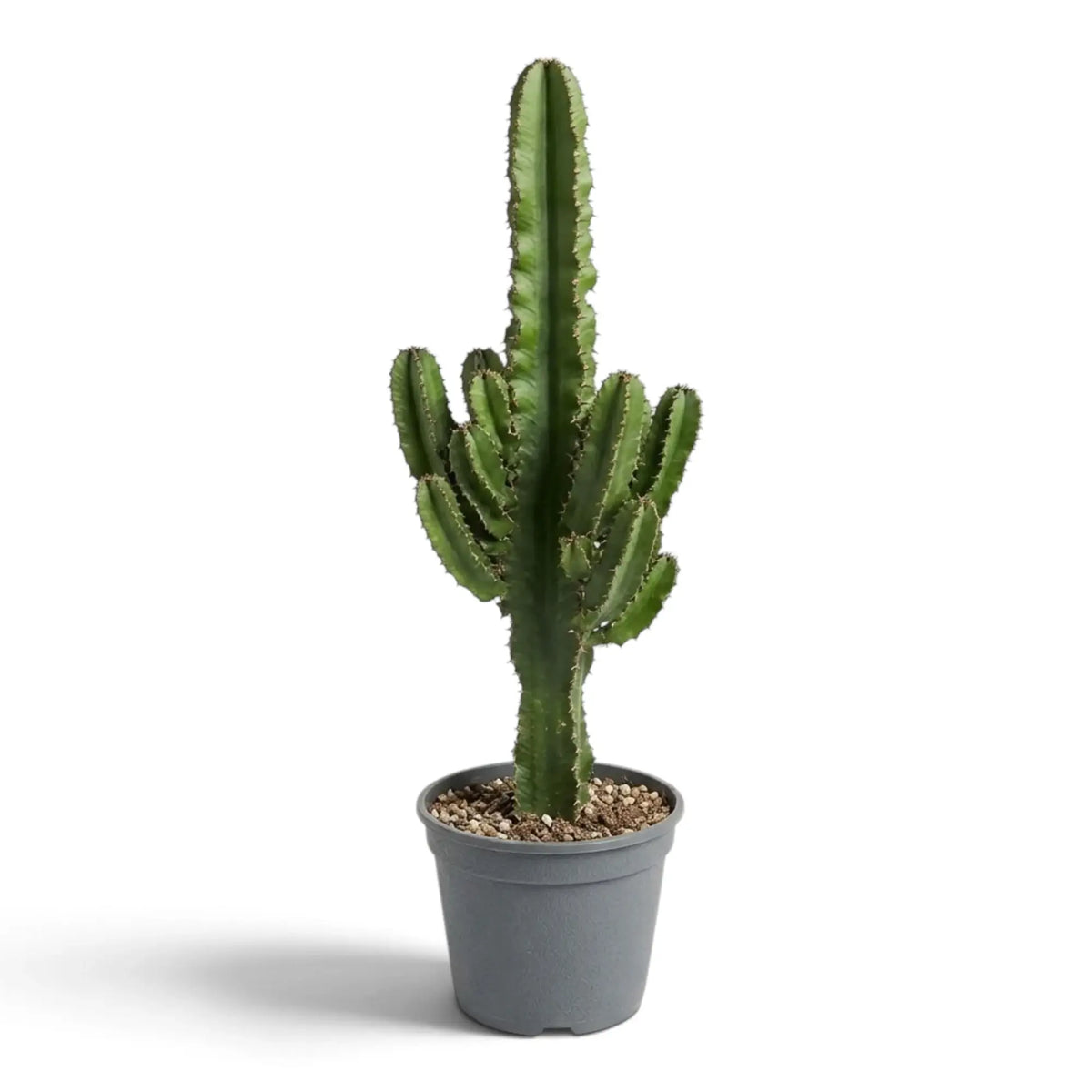 Euphorbia abyssinica (erythraeae form) viewed from the front, showing a columnar stem and side shoots