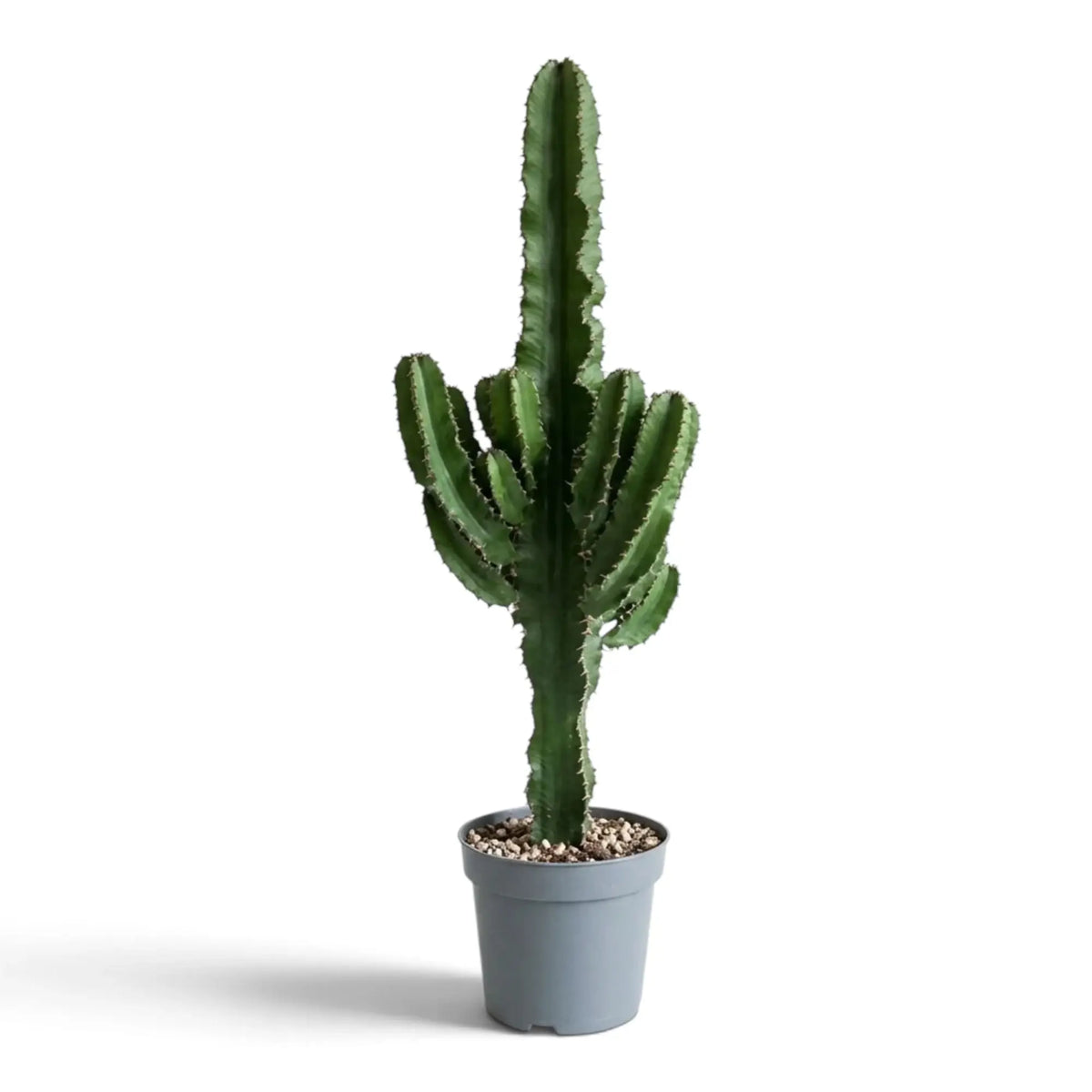 Green Euphorbia abyssinica (erythraeae form) with multiple ribbed stems rising from the upper trunk