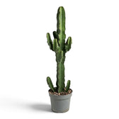 Tall Euphorbia abyssinica (erythraeae form) with small side branches near the top and base