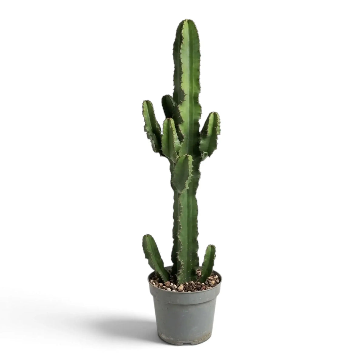Tall Euphorbia abyssinica (erythraeae form) with small side branches near the top and base