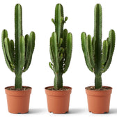 Extra-large Euphorbia abyssinica with ribbed green stems and paired spines