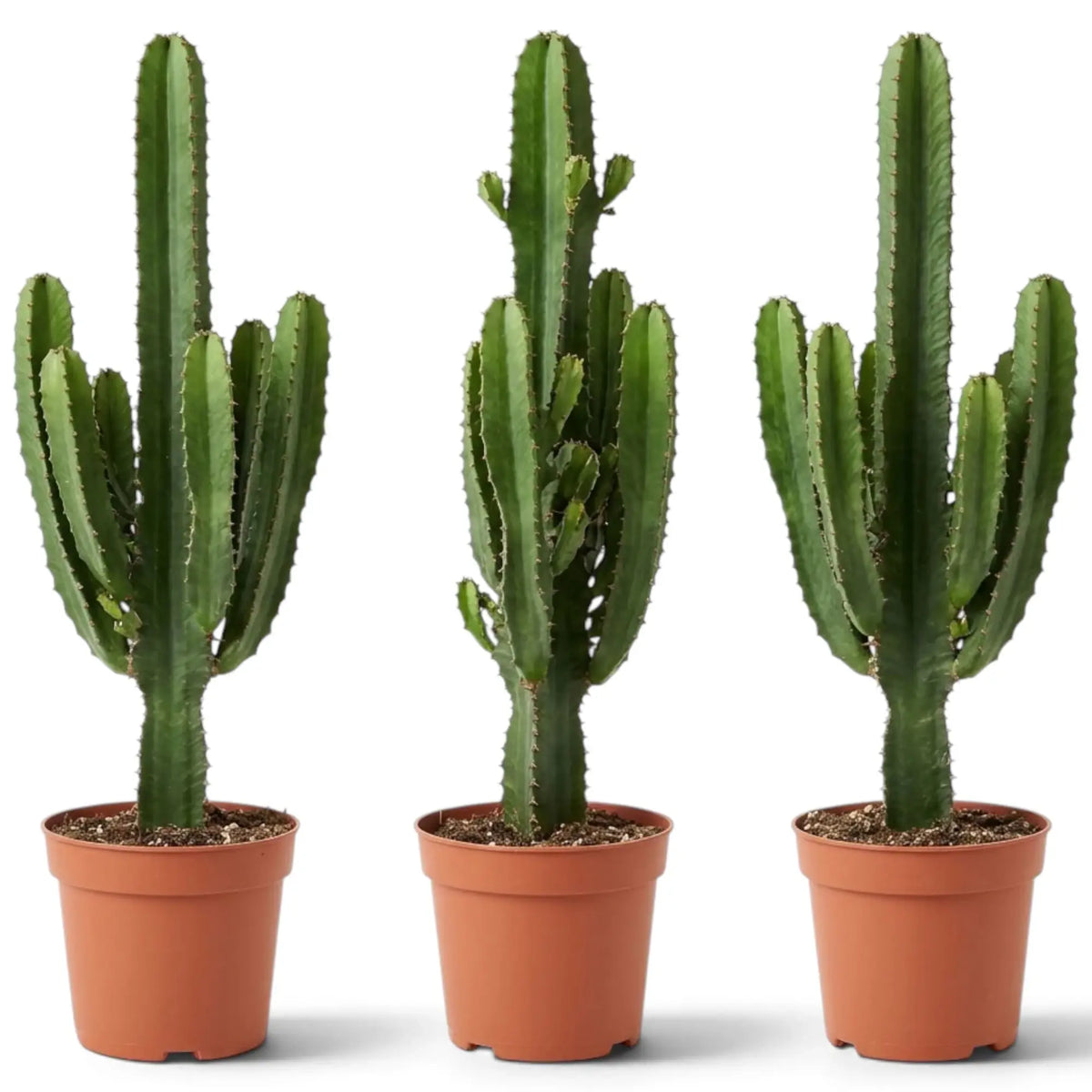 Extra-large Euphorbia abyssinica with ribbed green stems and paired spines