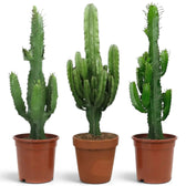 Extra-large Euphorbia abyssinica with ribbed green stems and paired spines