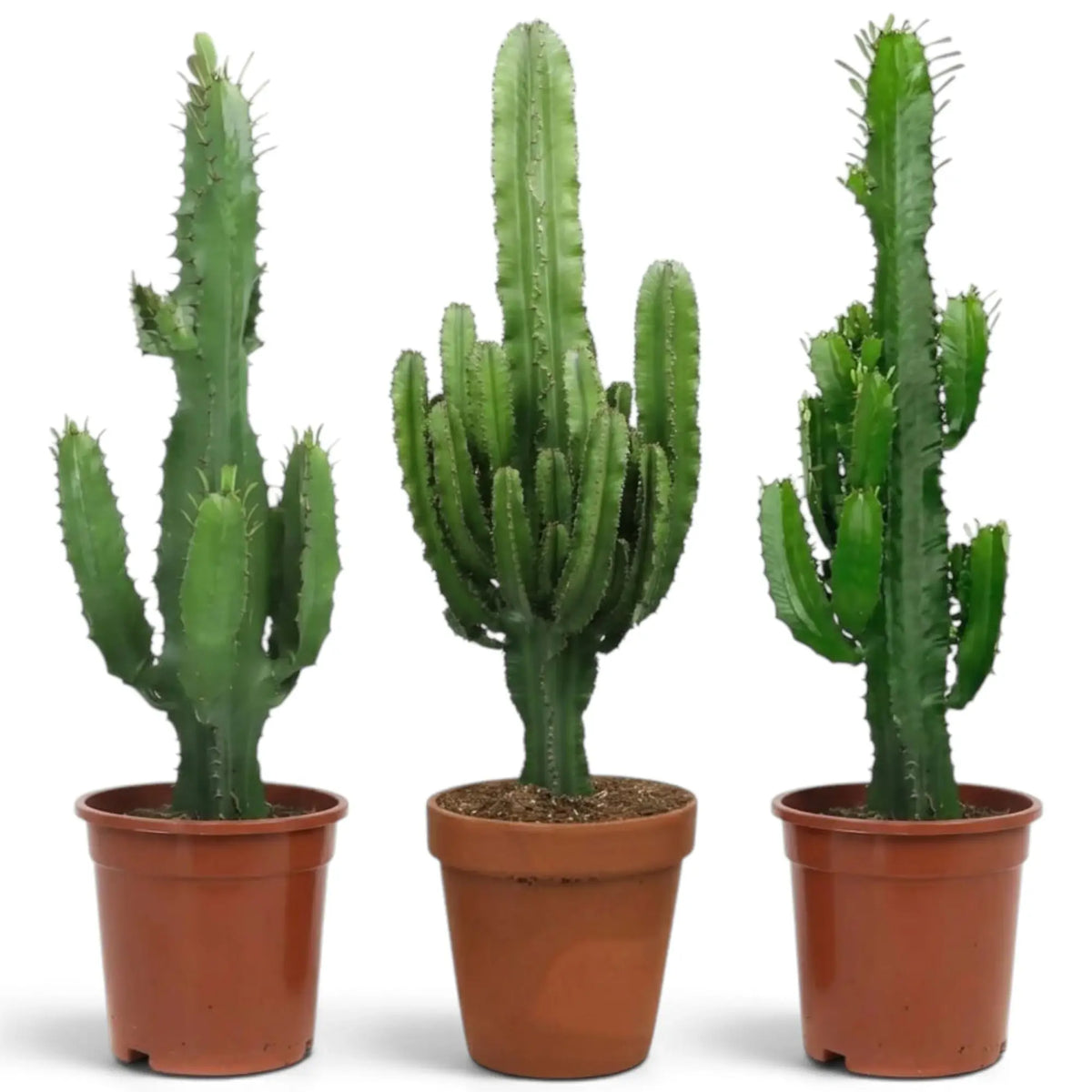 Extra-large Euphorbia abyssinica with ribbed green stems and paired spines
