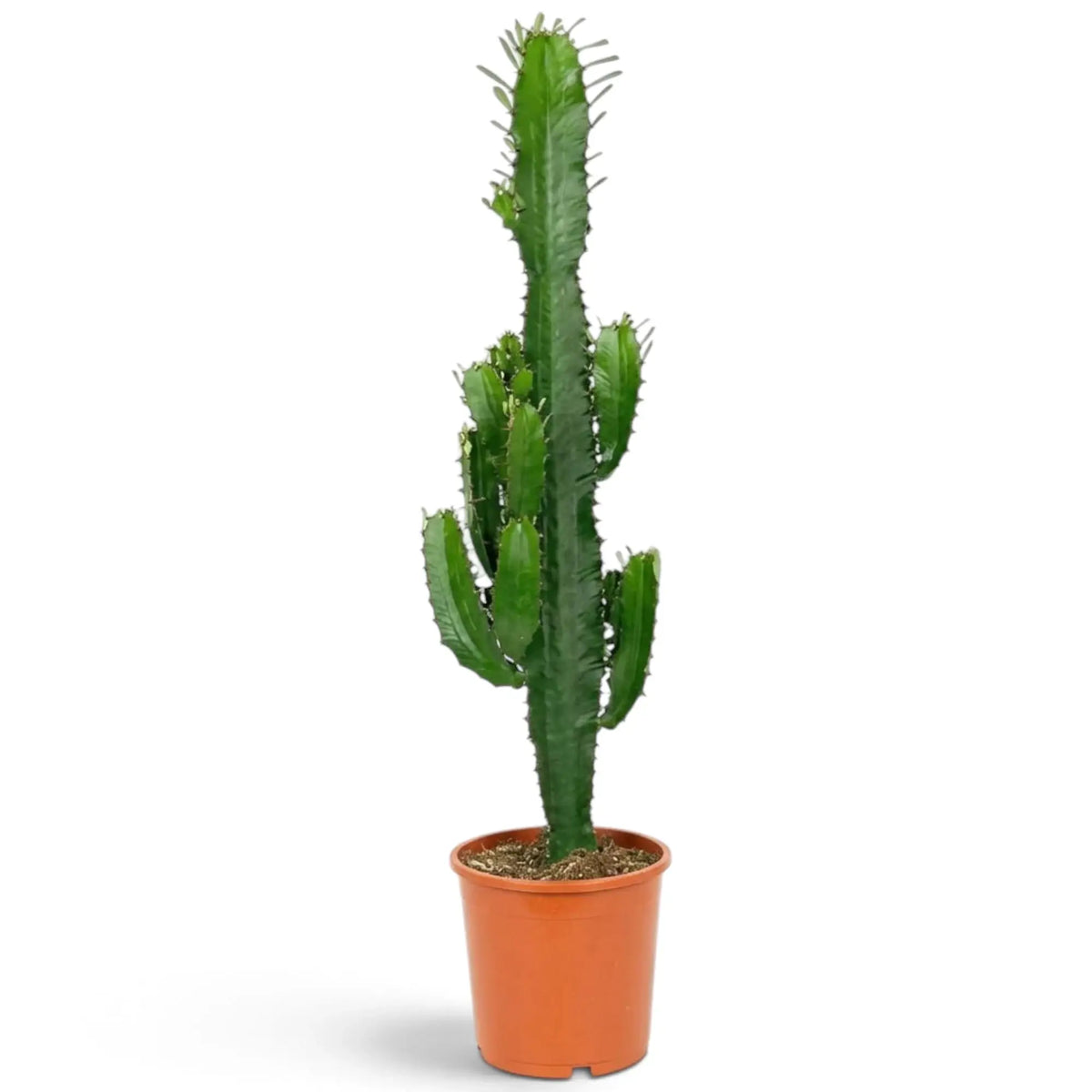 Extra-large Euphorbia abyssinica with ribbed green stems and paired spines
