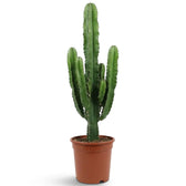 Extra-large Euphorbia abyssinica with ribbed green stems and paired spines