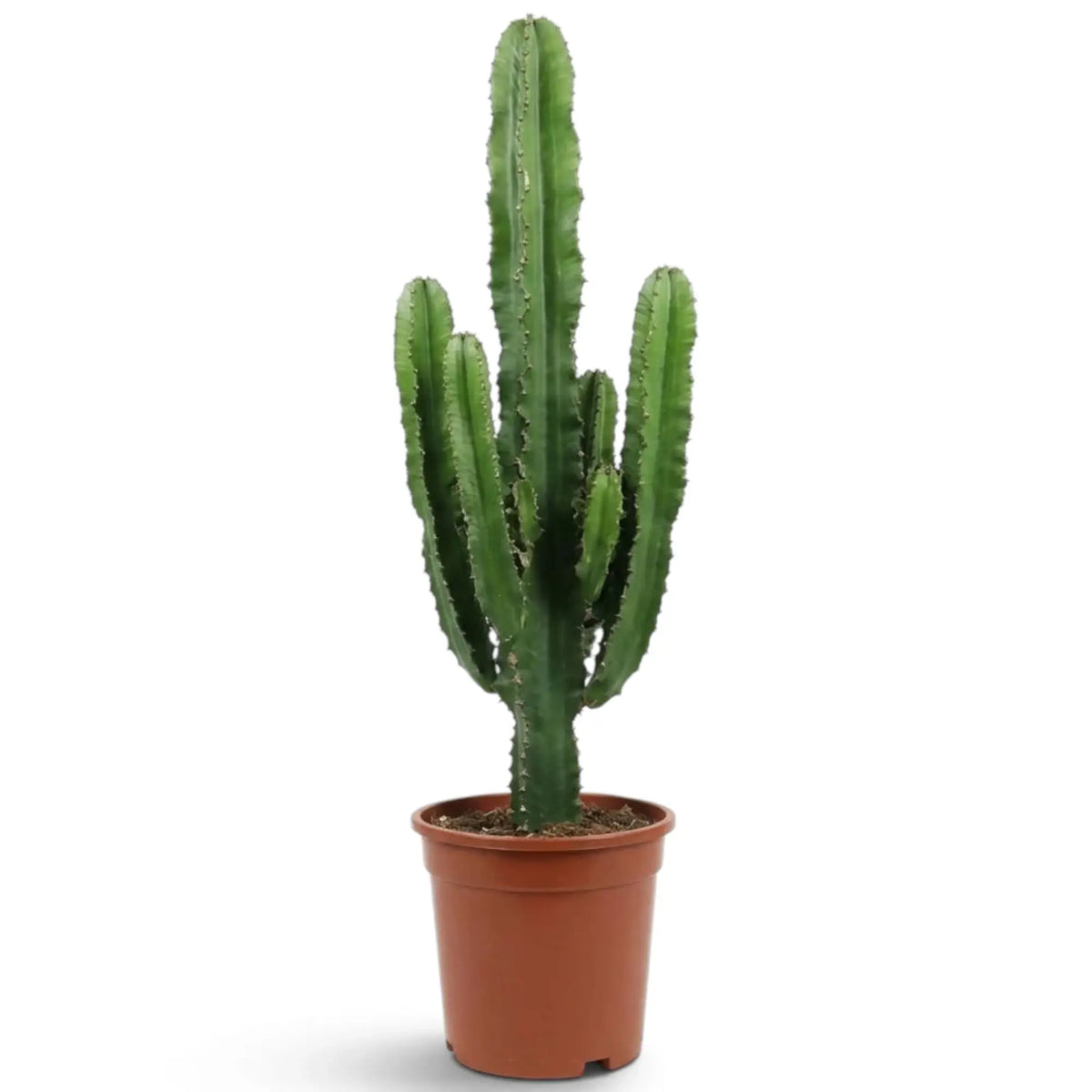 Extra-large Euphorbia abyssinica with ribbed green stems and paired spines