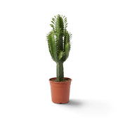 Large Euphorbia abyssinica with ribbed green stems and paired spines