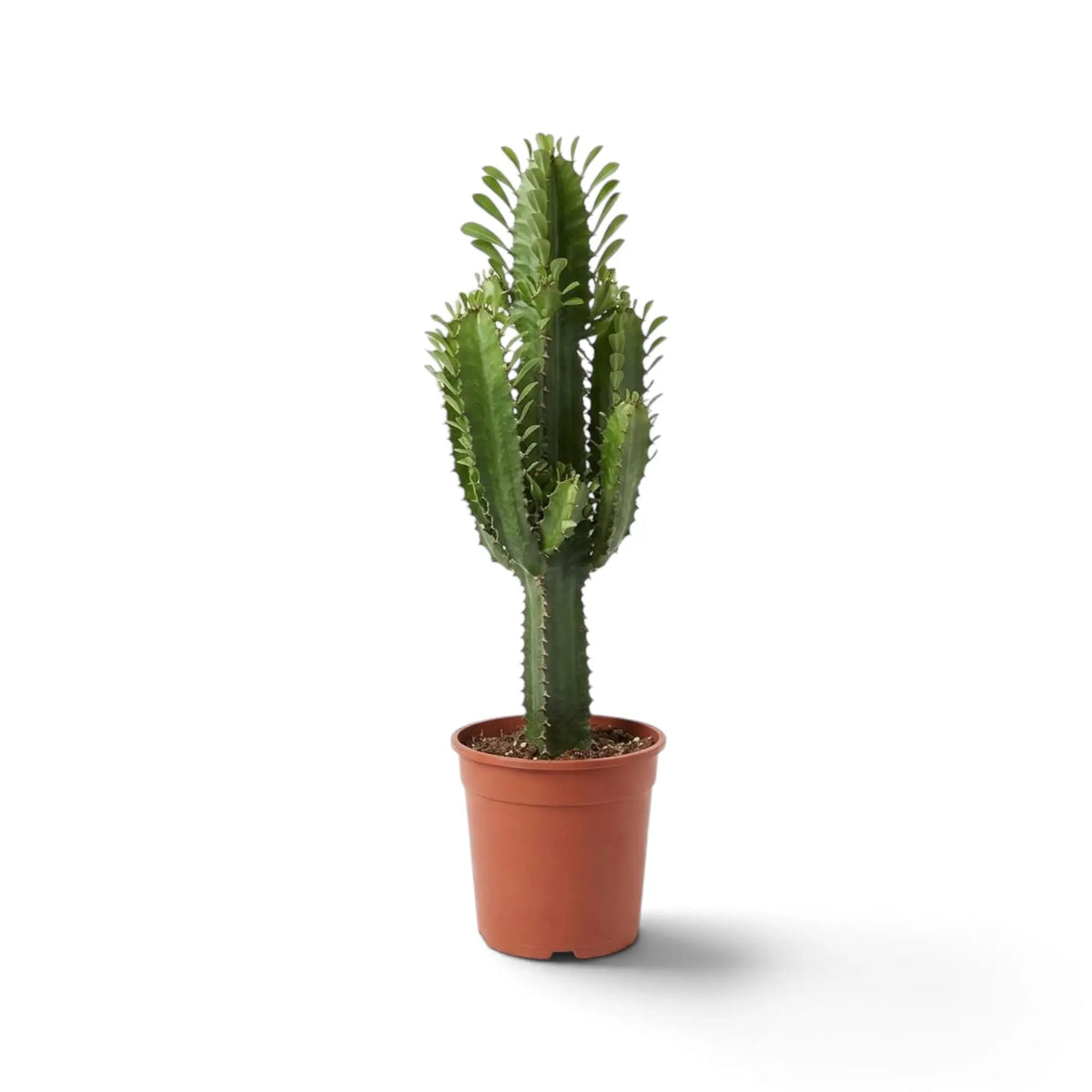 Large Euphorbia abyssinica with ribbed green stems and paired spines