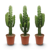 Large Euphorbia abyssinica with ribbed green stems and paired spines