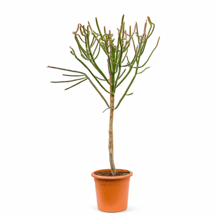 Euphorbia alluaudii Zimmerpflanze im Anzuchttopf vor weißem Hintergrund, Produktfoto 2.