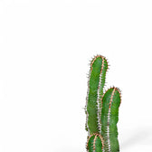 Euphorbia avasmontana leaf detail on white background.