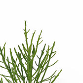 Euphorbia fiherenensis – Blattdetail vor weißem Hintergrund..