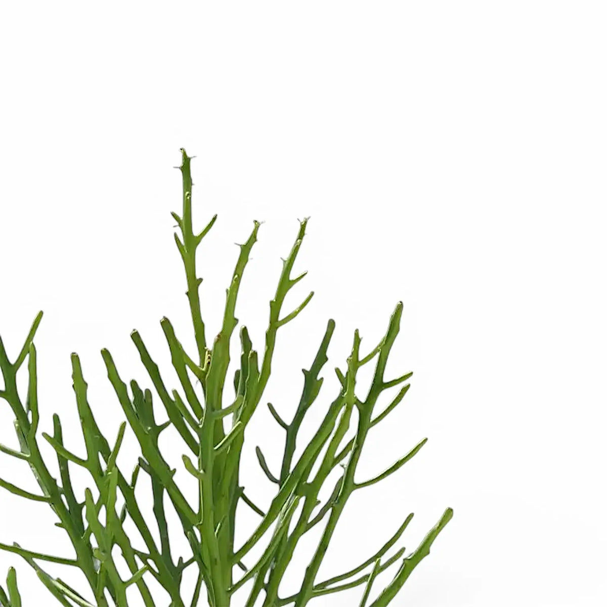 Euphorbia fiherenensis – Blattdetail vor weißem Hintergrund..
