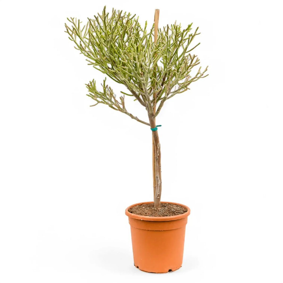 Euphorbia fiherenensis Zimmerpflanze im Anzuchttopf vor weißem Hintergrund, Produktfoto 2.