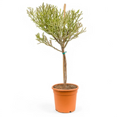 Euphorbia fiherenensis Zimmerpflanze im Anzuchttopf vor weißem Hintergrund, Produktfoto 2.