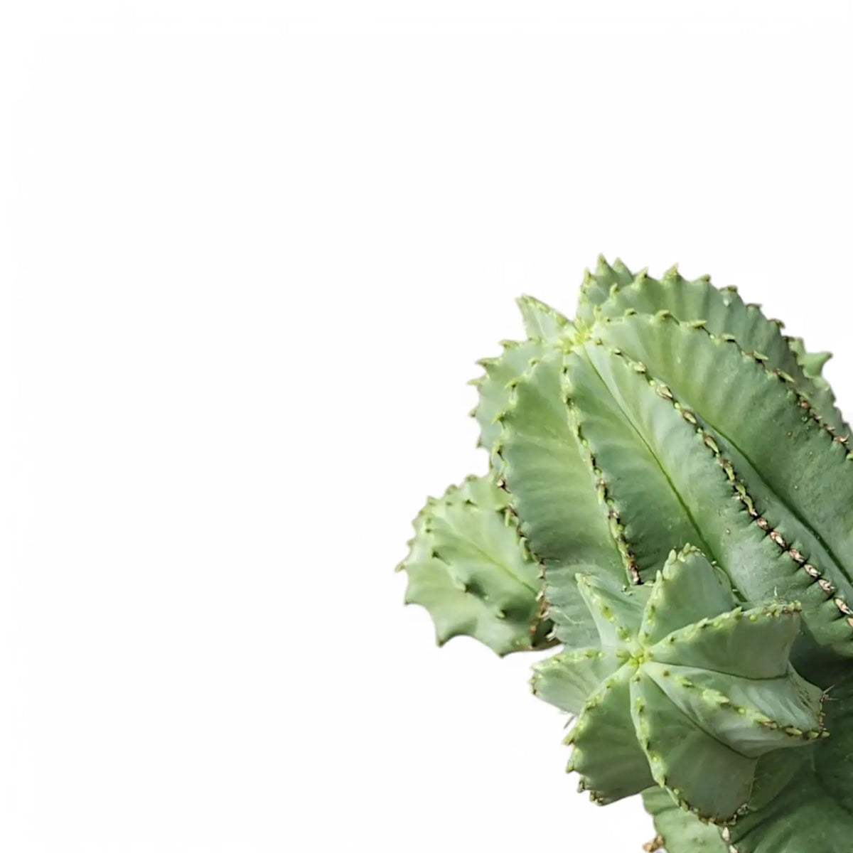Euphorbia fruticosa 'Inermis' leaf close-up on white background.