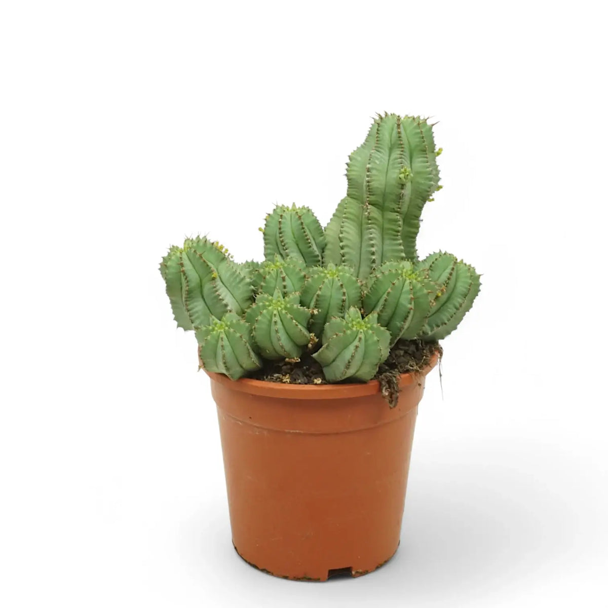 Euphorbia fruticosa 'Inermis' potted plant in nursery pot on white background.