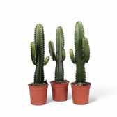 Euphorbia ingens – Topfpflanze im Kulturtopf vor weißem Hintergrund, Produktfoto 5.