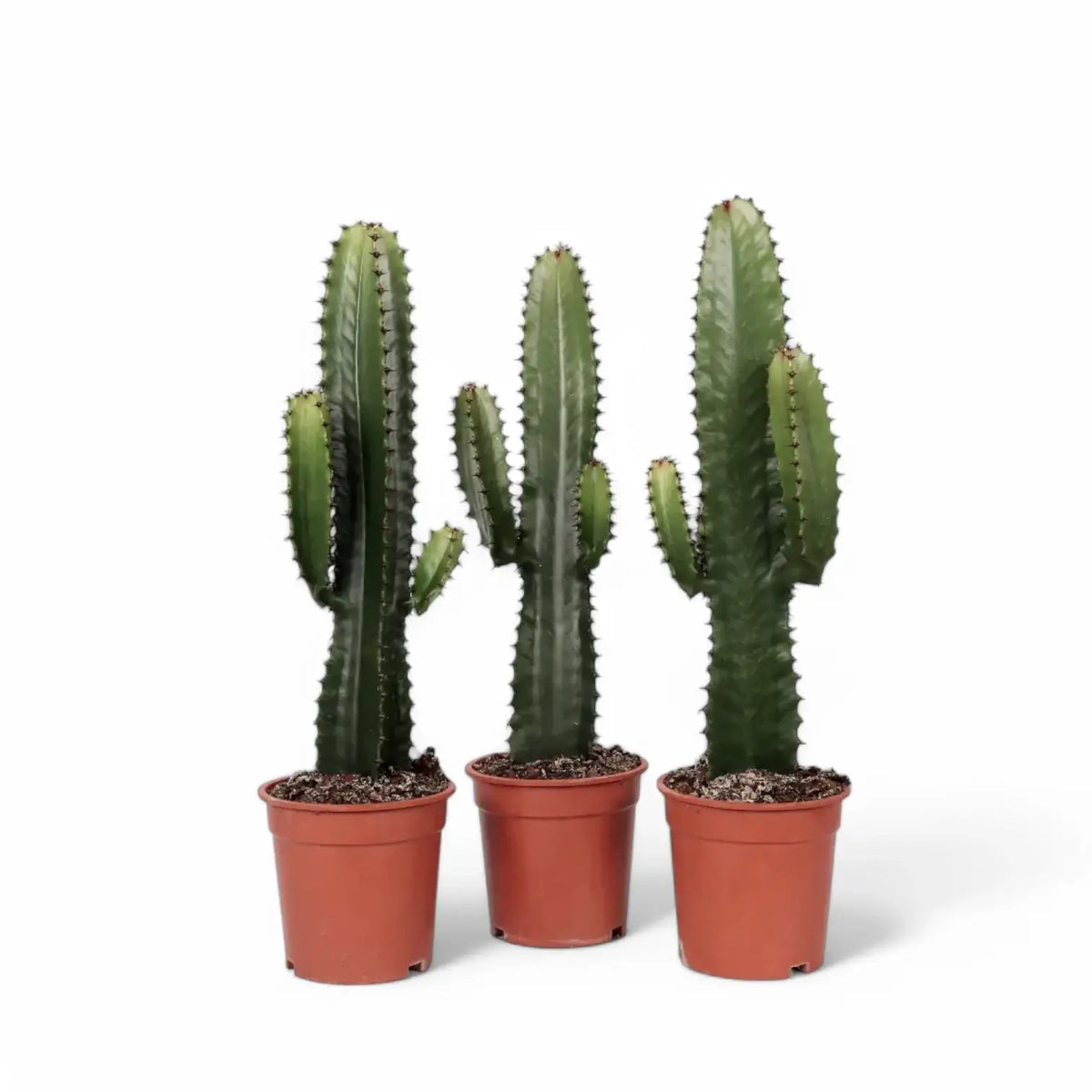 Euphorbia ingens – Topfpflanze im Kulturtopf vor weißem Hintergrund, Produktfoto 5.