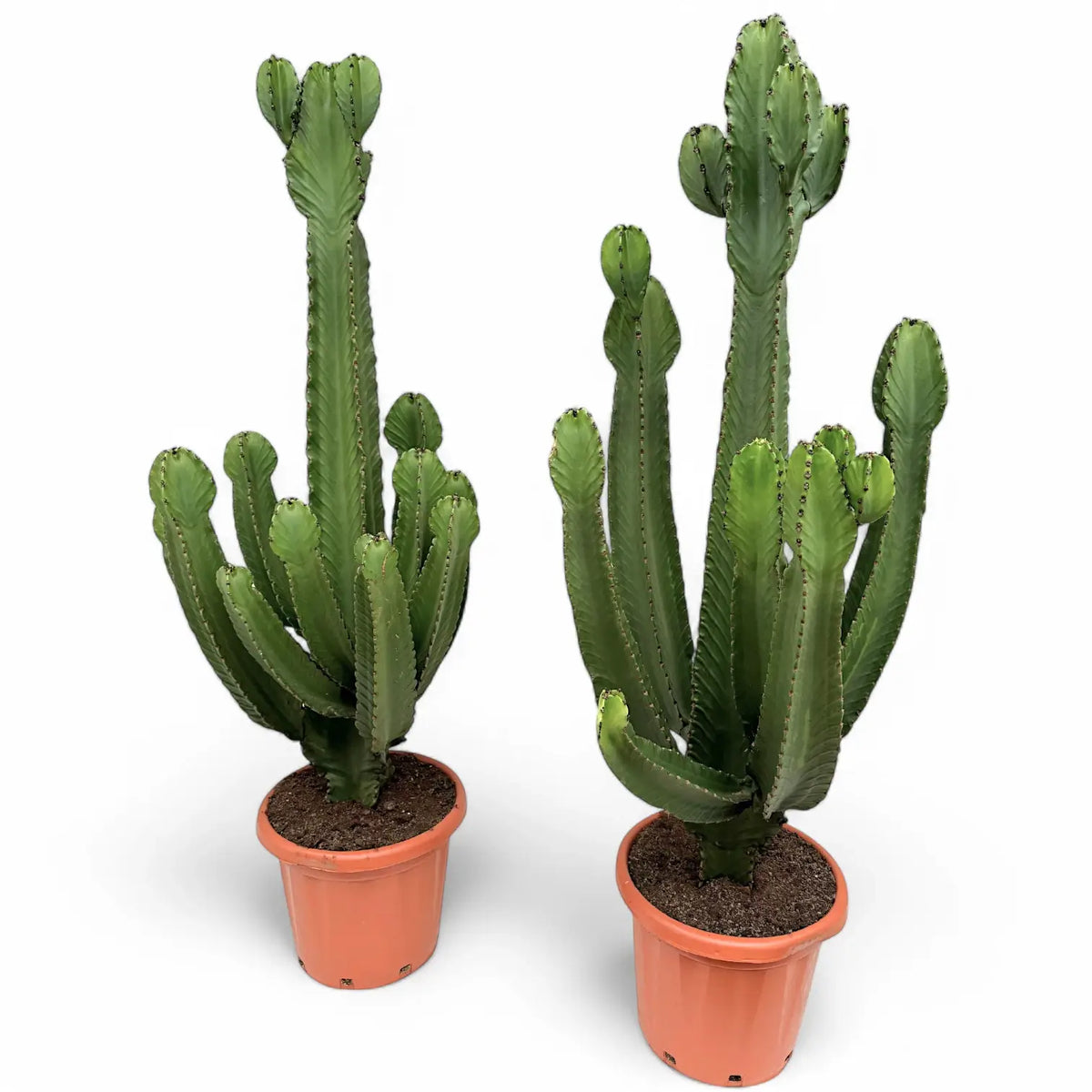 Euphorbia ingens – Topfpflanze im Kulturtopf vor weißem Hintergrund, Produktfoto 7.