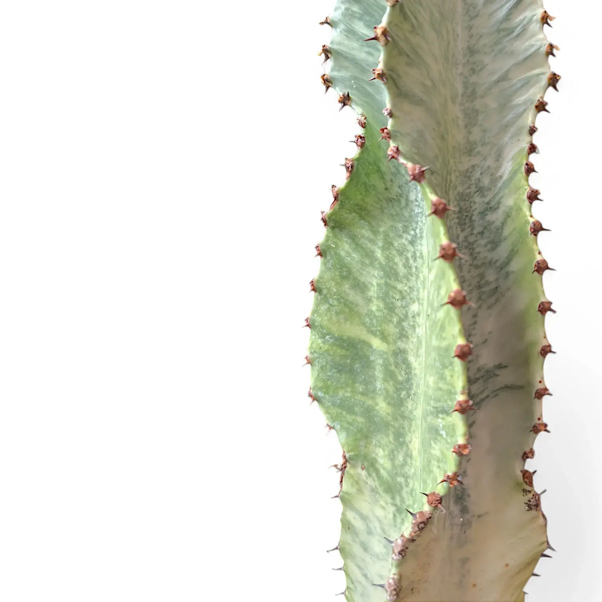 Euphorbia ingens 'Marmorata' leaf detail on white background.