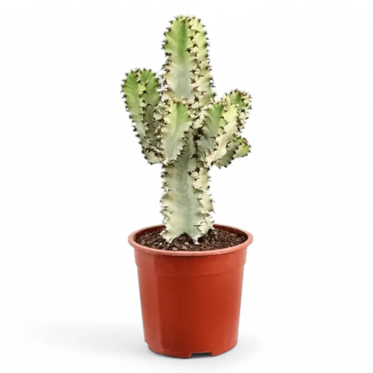 Euphorbia ingens 'Marmorata' potted plant in nursery pot on white background.