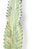 Euphorbia ingens 'Marmorata' potted plant in nursery pot on white background.