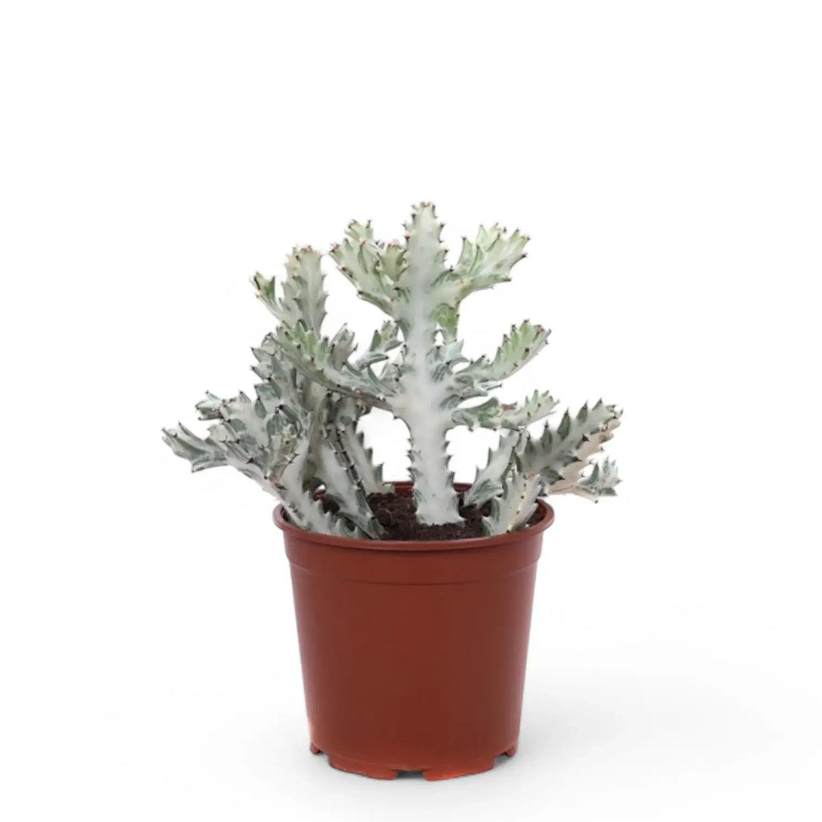 Euphorbia lactea 'White Ghost' ('Grey Ghost') Zimmerpflanze im Anzuchttopf vor weißem Hintergrund, Produktfoto 2.