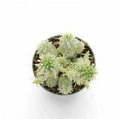 Euphorbia mammillaris f. variegata potted plant in nursery pot on white background.