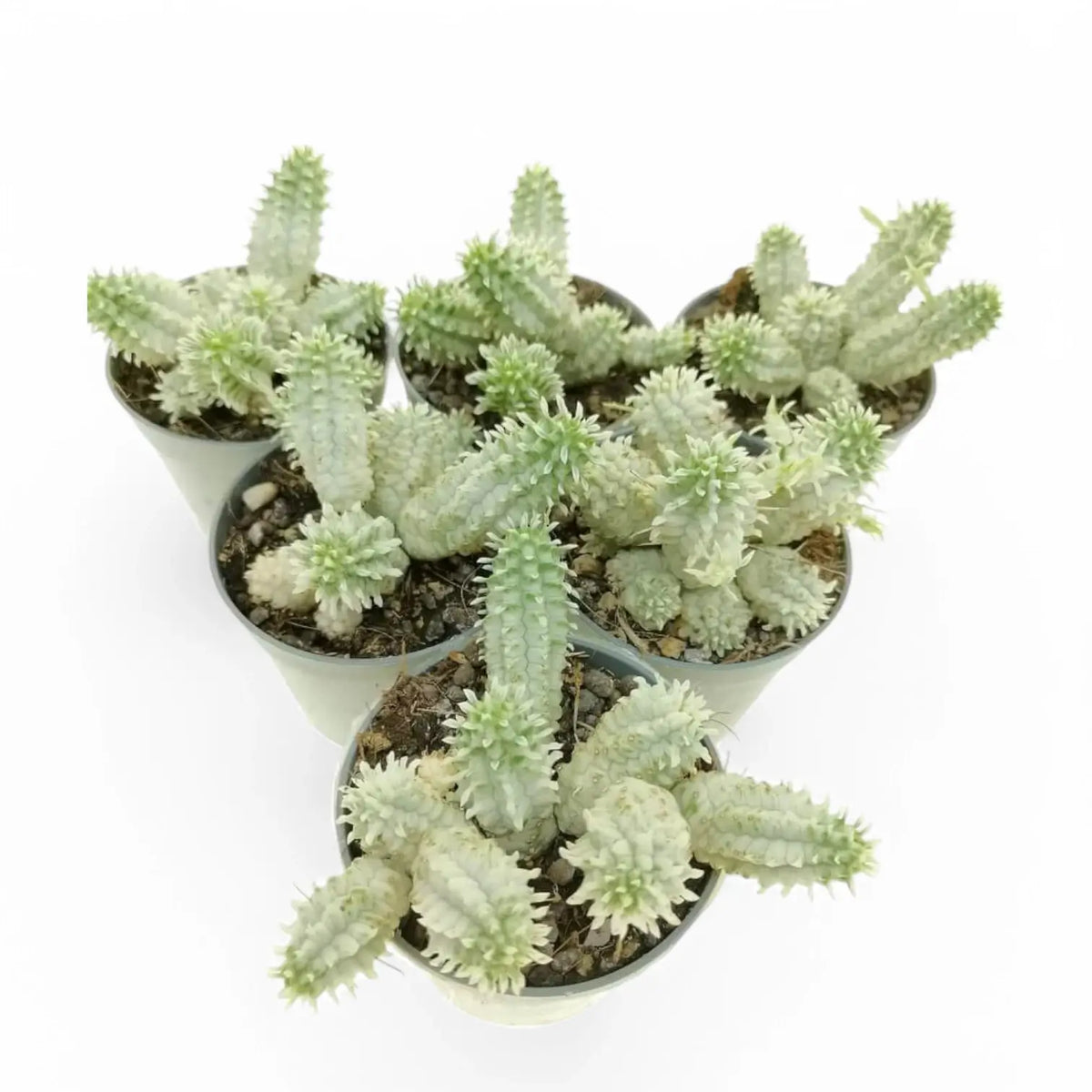 Euphorbia mammillaris f. variegata potted plant in nursery pot on white background.