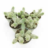 Euphorbia mammillaris f. variegata potted plant in nursery pot on white background.