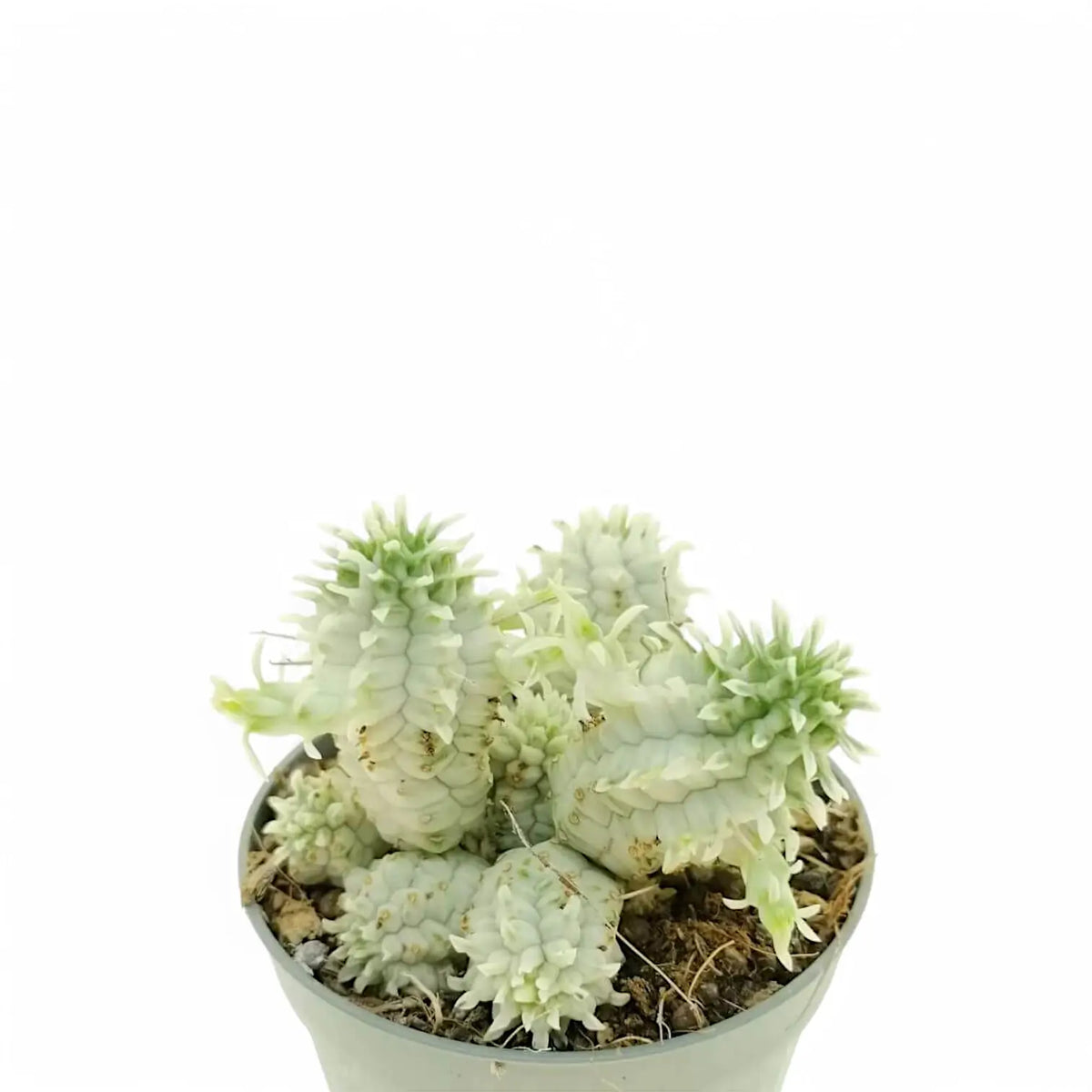 Euphorbia mammillaris f. variegata potted plant in nursery pot on white background.