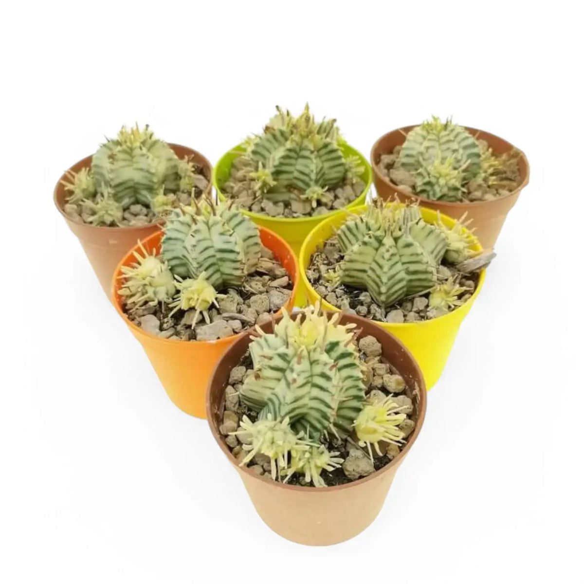 Euphorbia meloformis f. variegata potted plant in nursery pot on white background.