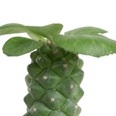 Broad green leaves emerging from the patterned stem of Euphorbia ritchiei