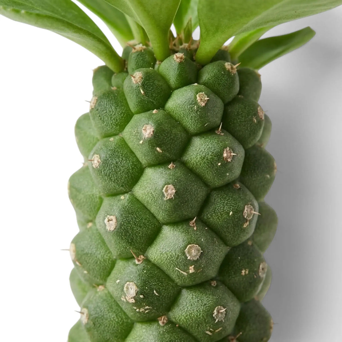 Close-up of Euphorbia ritchiei showing raised green stem tubercles and small prickles