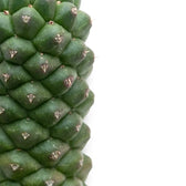 Tightly packed, diamond-shaped tubercles on a Euphorbia ritchiei succulent stem