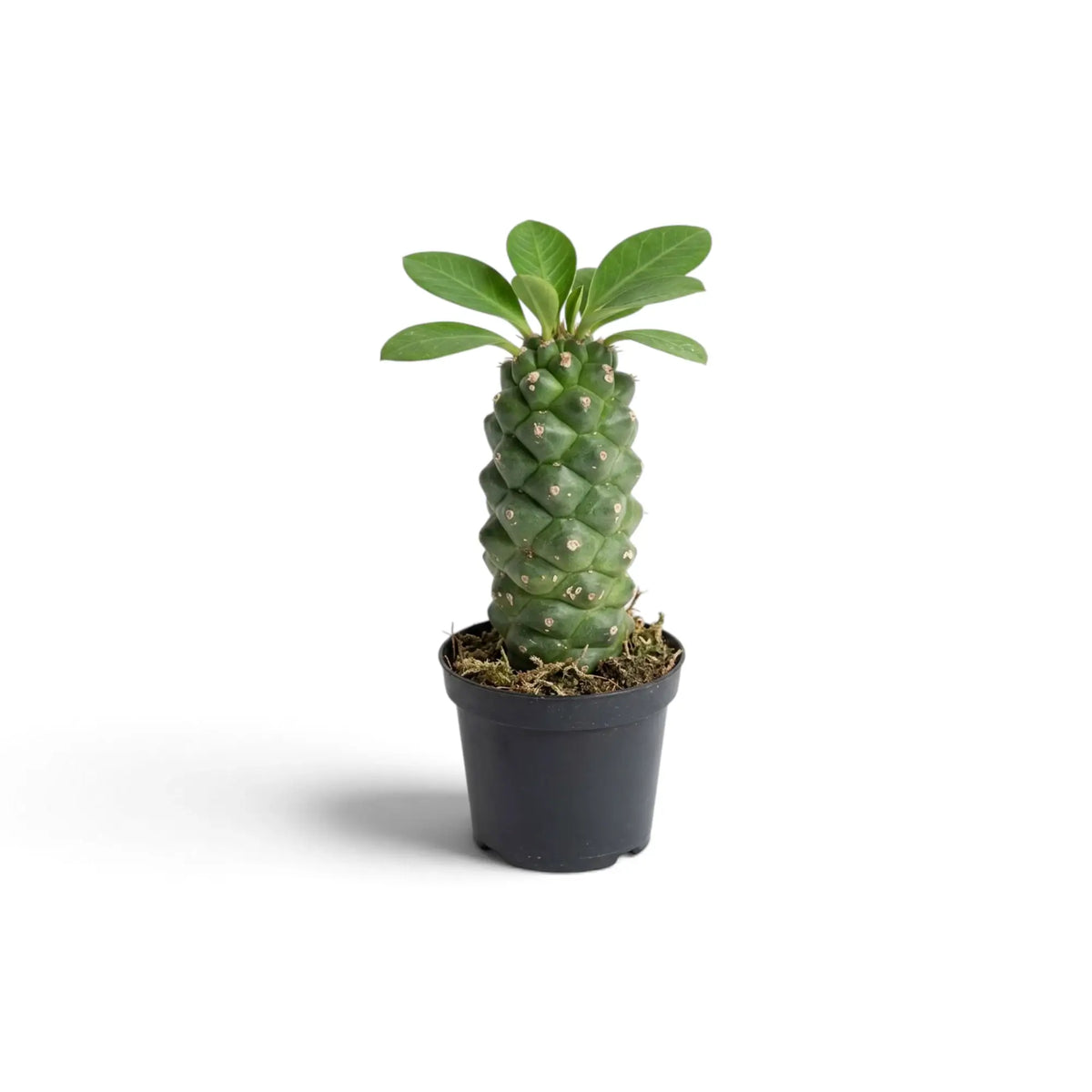 Young Euphorbia ritchiei with an upright textured stem and a leaf rosette in a dark pot