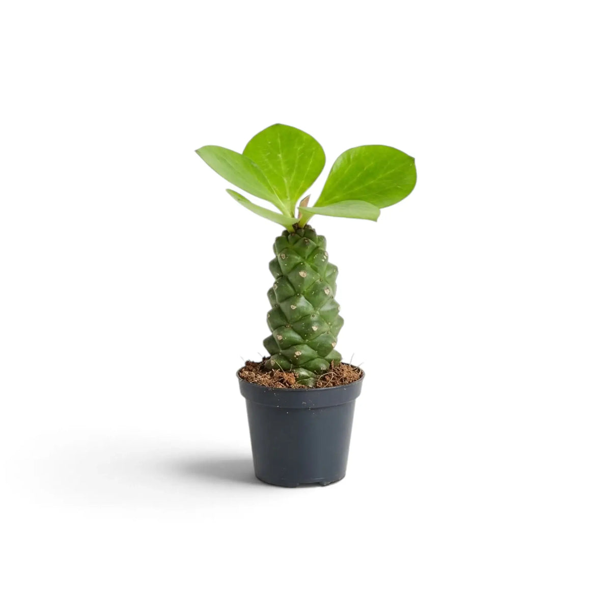 Potted Euphorbia ritchiei with bright green leaves at the tip of its thick stem