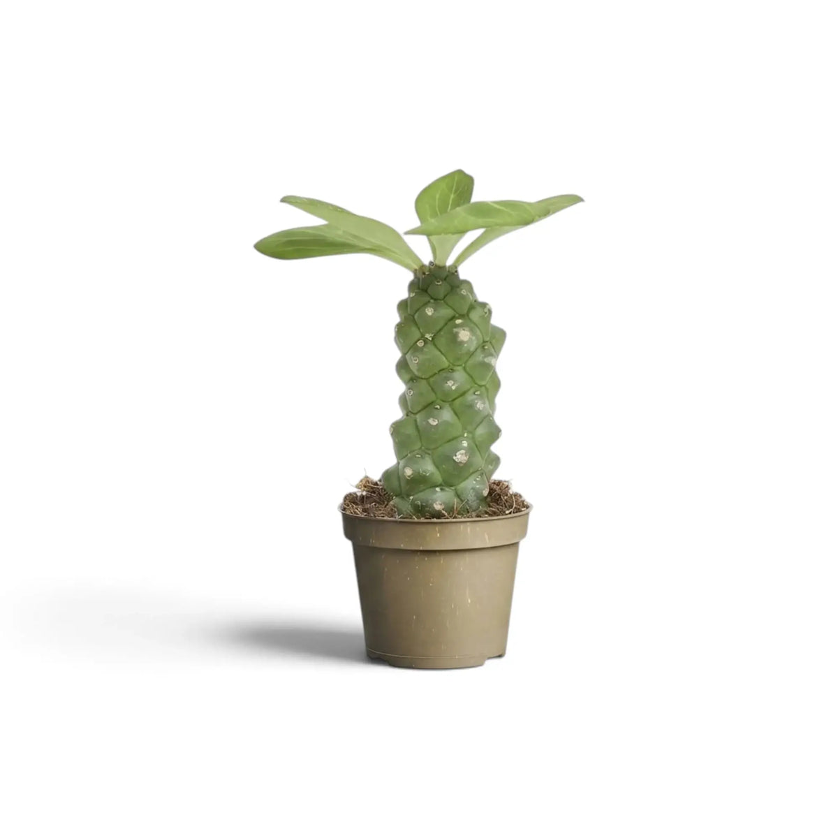 Upright Euphorbia ritchiei with a pale green patterned stem in a light nursery pot