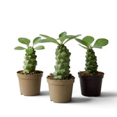Three Euphorbia ritchiei plants showing different stem shapes and leafy crowns