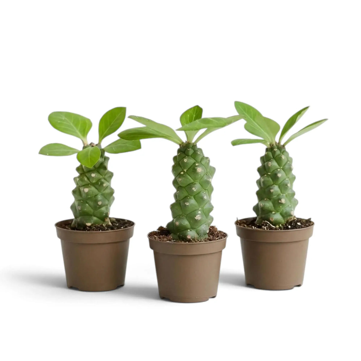 Group of three Euphorbia ritchiei succulents with overlapping green leaf clusters