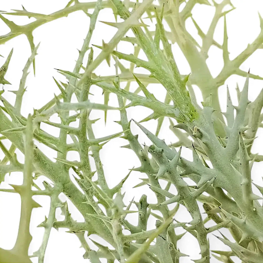 Euphorbia stenoclada – Blattdetail vor weißem Hintergrund..