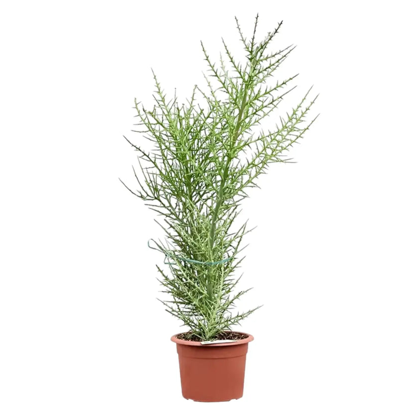 Euphorbia stenoclada Zimmerpflanze im Anzuchttopf vor weißem Hintergrund, Produktfoto 2.