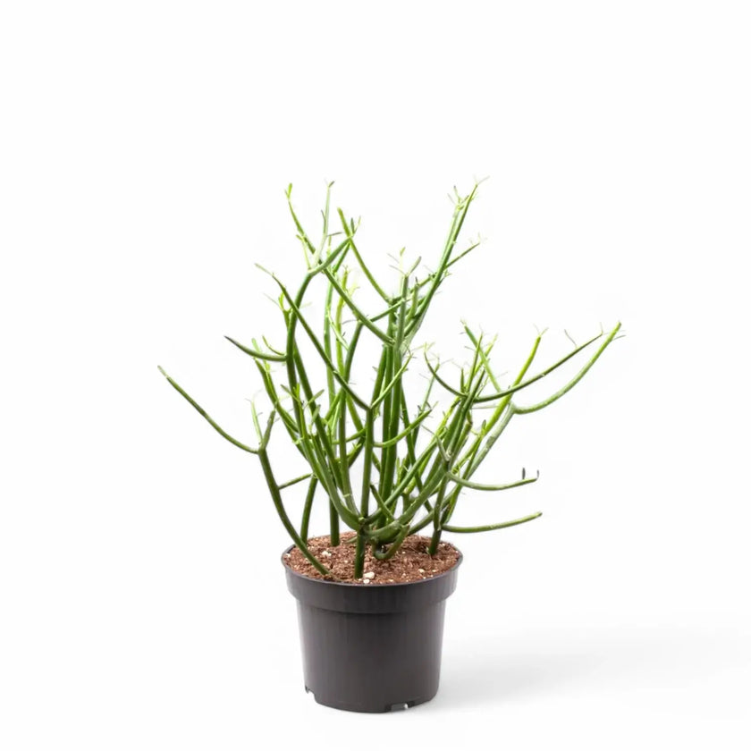 Euphorbia tirucalli Zimmerpflanze im Anzuchttopf vor weißem Hintergrund, Produktfoto 2.