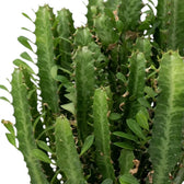 Euphorbia trigona with clustered green ribbed stems and small leaves along the edges