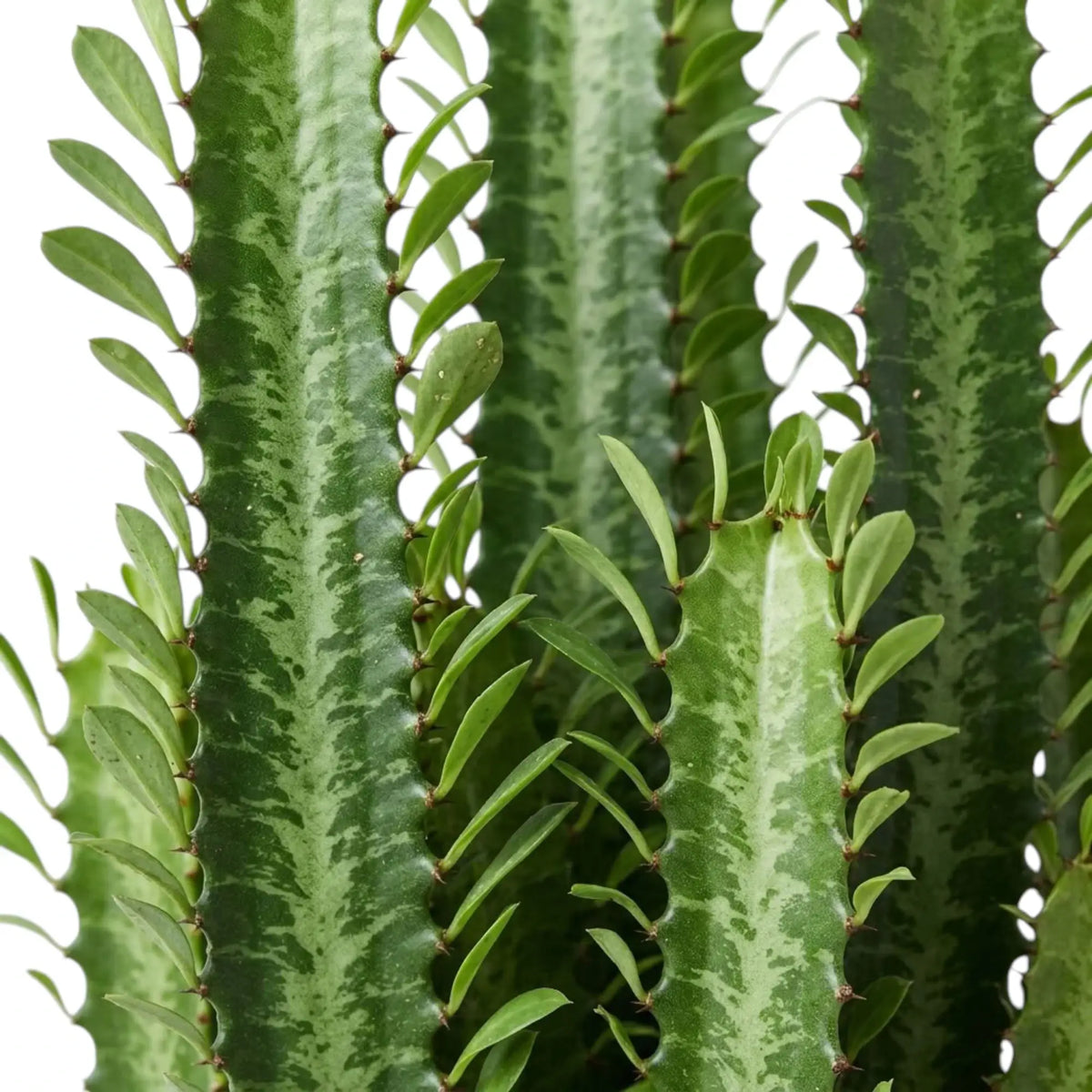 Upright Euphorbia trigona stems showing their mottled green ribs and narrow leaves