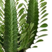 Detail of Euphorbia trigona ribs with small spines and fresh green leaves